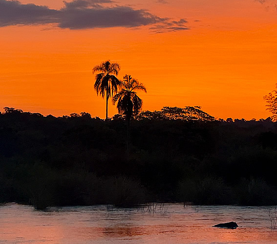 Palmera_Iguazú_small